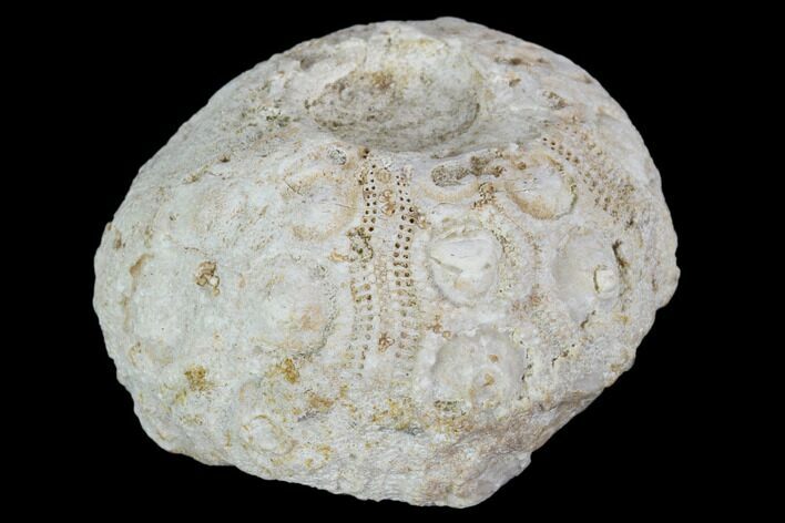 Bargain, Fossil Sea Urchin (Drocidaris) - Morocco #104515
